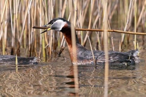 Podiceps grisegena, red-necked grebe, birds, grebe, grebe, nest-building, podicipedidae, divers,
