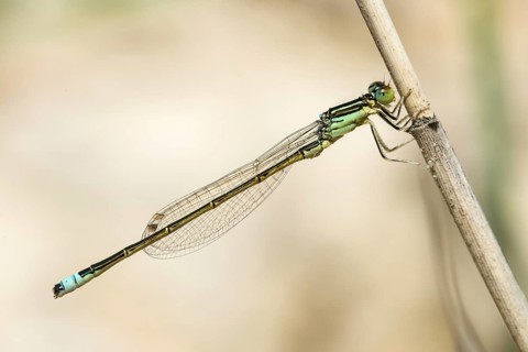 Ischnura Pumilio, Little Dragonfly, Scarce Blue-tailed Damselfly, Damselflies, Dragonflies,