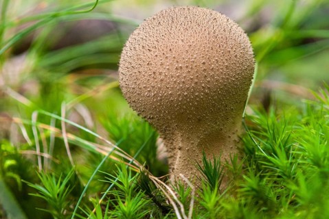 Bottle bovist, bottle dust, lycoperdone perlatum, dust, common puffball, devil's snuff box, fungi,