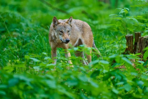 A wolf watches cautiously from the dense undergrowth, summer, wolf (Canis lupus), Germany