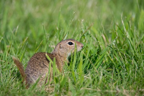 Citellus citellus, Czech Republic, European ground squirrel, common ground squirrel, rodents,