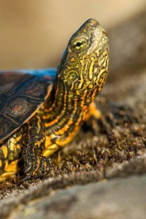 Mauremys leprose, Moorish brook turtle, Spanish water turtle, Spanish terrapin, critters,