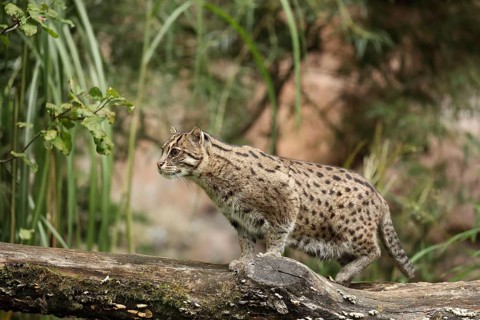 A fishing cat stands on a tree trunk, surrounded by dense tropical vegetation, fishing cat