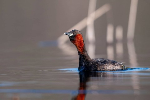 Littele grebe, tachybaptus ruficollis, little grebe, courtship behavior, birds, call, courtship