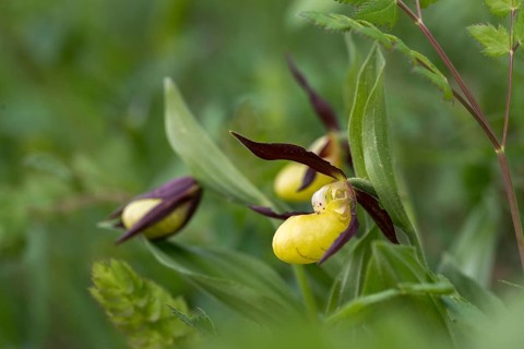 Cypripedium calceolus, lady's slipper orchid, orchidaceae, orchids, orchids, flora, plants, plants