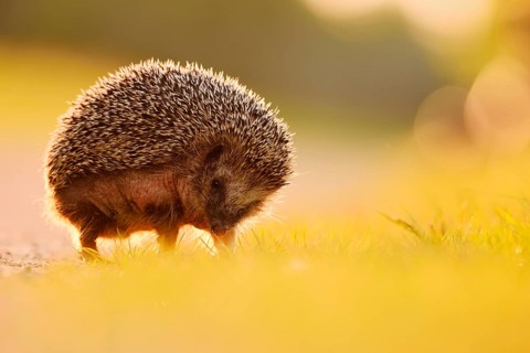 Brown-breasted hedgehog or Western European hedgehog (Erinaceus europaeus), North Rhine-Westphalia,