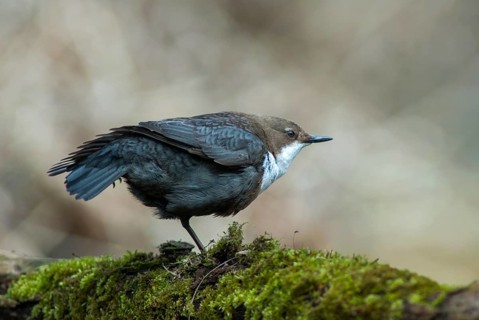 Cinclus cinclus, dippers, birds, female, plumage, passeri, preening, songbirds, songbirds, birds,