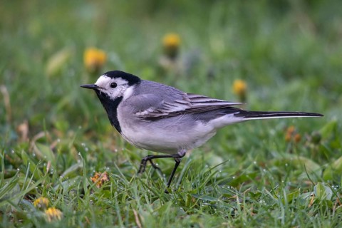 Wagtail, Motacilla Alba, White Wagtail, Birds, Passeri, Songbirds, Birds