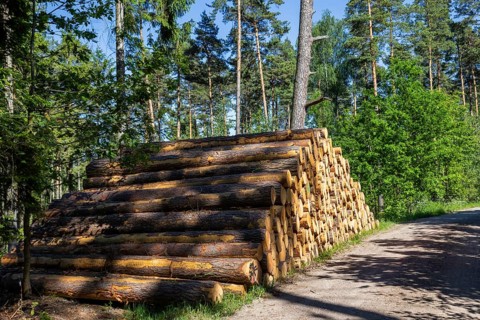 Stacks of wood in the Dippoldiswald Heath, Dippoldiswalde, Saxony, Germany
