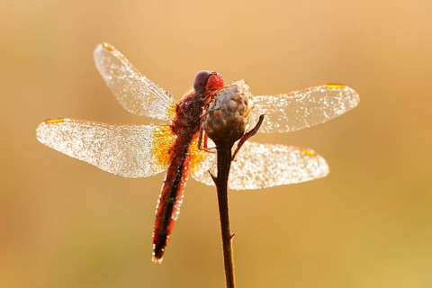 Scarlet Dragonfly (Crocothemis erythraea), male coloured female with dewdrops in backlight, North