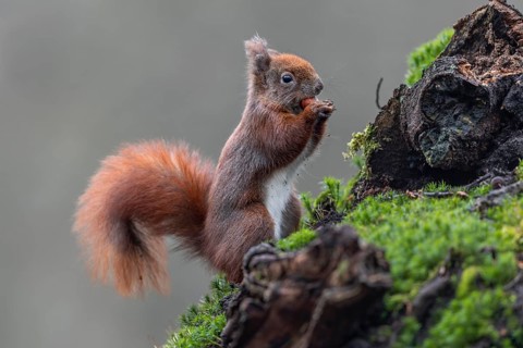 Another hazelnut is picked up by a squirrel (Sciurus vulgaris) and carried to a hiding place,