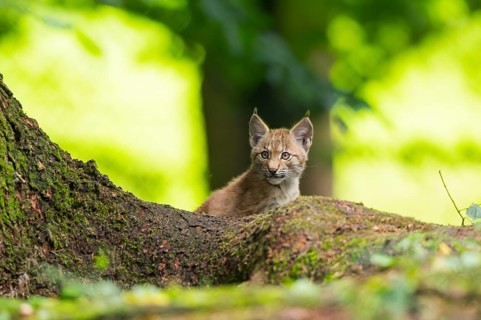 Eurasian lynx (Lynx lynx) youngsters (cub) sitting in a forest, Bavaria, Germany