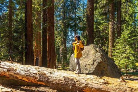 Young woman exploring sequoia national park, standing on a fallen log and gazing up at towering