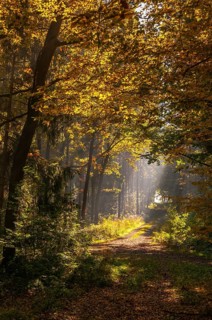 Beech plants, fagaceae, fagus sylvatica, Germany, Greiz, European beech, Thuringia, old wood,