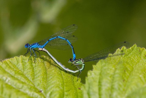Azure damselfly, coenagrion puella, common coenagrion, horseshoe azurmaid, horseshoe azurmaid,