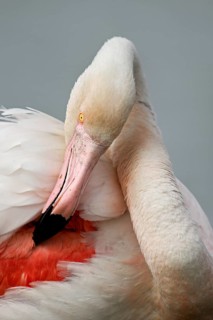Pink flamingo (Phoenicopterus roseus), preening its feathers, Camargue Regional Nature Park,