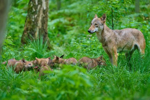 A female wolf stands protectively beside her pups in the forest, summer, wolf (Canis lupus),