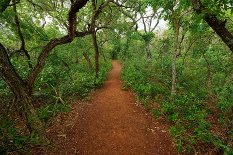 A narrow path winds through a dense, green forest with lush foliage and a tranquil atmosphere,