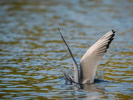 A black-headed gull dives into water, Ümminger See, Bochum, Ruhrpott, North Rhine-Westphalia,