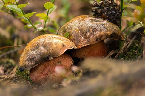 Boletaceae, Boletus Erythropus, Boletus luridiformis, thick-bolete relatives, thunder mushroom,