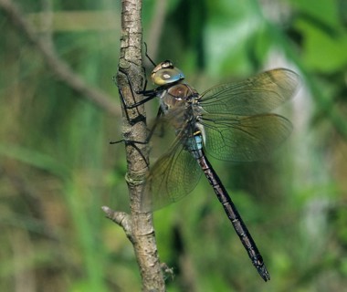 Anax Parthenope, Little King's Libelle, Lesser Emperor, Anisoptera, Damselflies, Dragonflies,