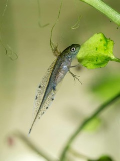 Great crested newt, crested newt, northern crested newt, Triturus cristatus, amphibians,