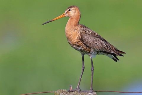 Black-tailed godwit (Limosa limosa), perched on a fence post, waders, wildlife, nature photography,