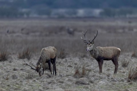 The younger red deer (Cervus elaphus) are still wearing their antlers, but they too will have shed