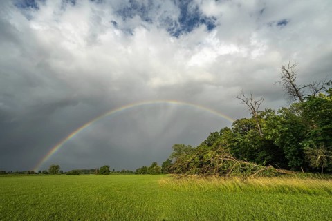A rainbow appears in a cloudy sky over a field. A tree has fallen down and testifies to the