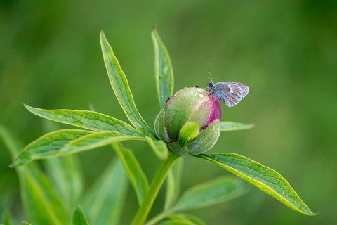 Coenonympha Pamphilus, common meadowbird, small heath, meadbird, butterfly, insects, butterfly,