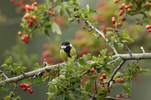 Great tit (Parus major) adult garden bird in a Hawthorn tree full of red berries, England, United