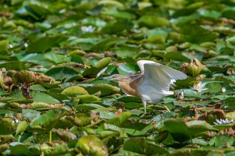 Squacco heron (Ardeola ralloides) adult in breeding plumage running over water lily pads covering