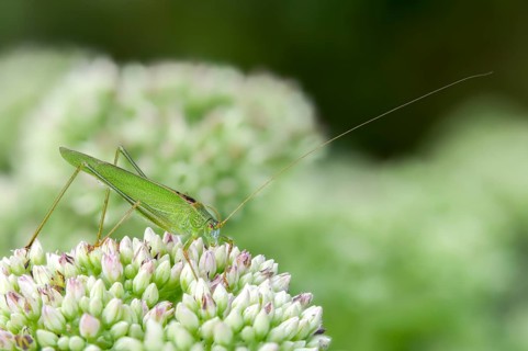Common sickle scare, grasshoppers, Phaneroptera falcata, sickle scare, ensifera, grasshoppers,
