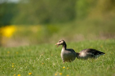 Anser Anser, Greylag or Graylag Goose, Grelag Goose, Anatidae, Birds, Duckbirds, Goose, Geese,