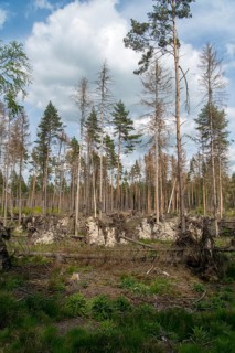 Bark beetle, high size, portrait format, intensive forestry, dead wood, forest damage, forest