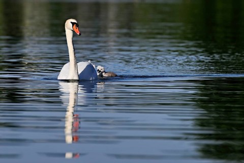 Mute swan (Cygnus olor), male with two chicks swimming in Lake Zug, Canton Zug, Switzerland