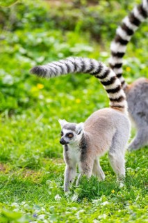 Ring-tailed lemur (Lemur catta) standing in the grass, captive, Germany