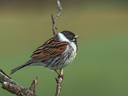 Emberiza Schoeniclus, Reed Bunting, Rohrrammer, Birds, Leo, Male, Passeri, Songbirds, Birds
