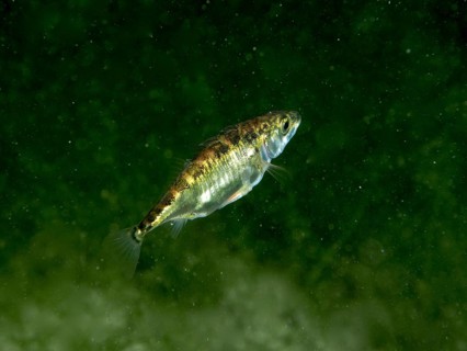 A Three-spined stickleback (Gasterosteus aculeatus) swimming alone in the green water, Wildsau dive