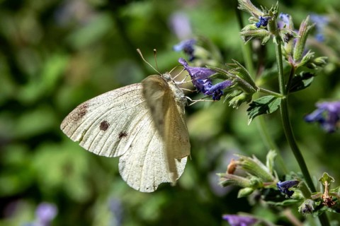 Small white (Pieris rapae), perched on a catnip flower, Baden-Württemberg, Germany