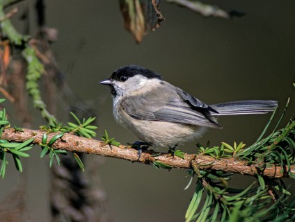 Parus montanus, poecile montanus, willow tit, birds, leo, tits, passeri, songbirds, songbirds,