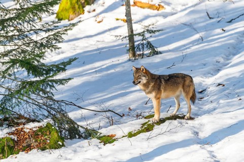 European gray wolf (Canis lupus lupus) standing in a forest in winter, snow, Bavaria, Germany