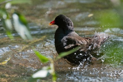 Gallinula chloropus, bogs, pond grouse, pond rail, bath, bathes, birds, gruiformes, crane birds,