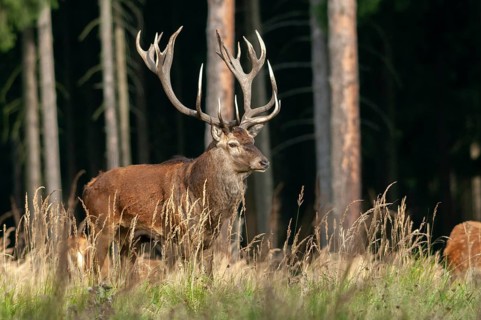 Artiodactyla, Cervus Elaphus, even-toed ungulate, cloven-hoofed, red deer, red deer, deer, mammals,