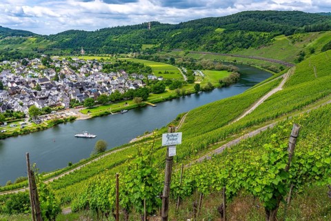 The wine town of Pünderich, in the district of Cochem-Zell, on the Moselle, view from the vineyards