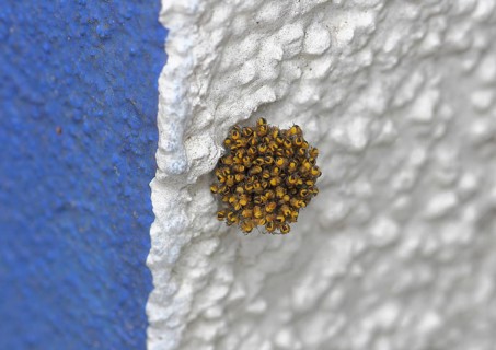 Garden cross spider, garden cross spider, garden cross spiders (Araneus diadematus), young animals