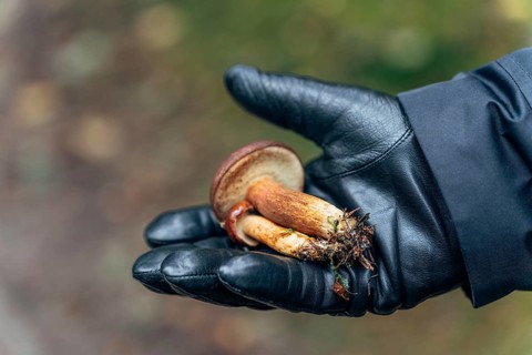 Mans hand in black glove holding a freshly picked birch bolete (Leccinum scabrum) mushroom in