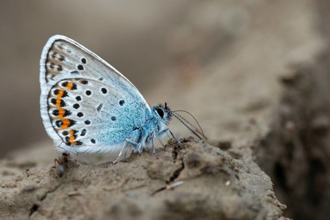 Argus blue, goatclover blue, plebeius argus, silver-studded blue, butterfly, insects, butterfly,