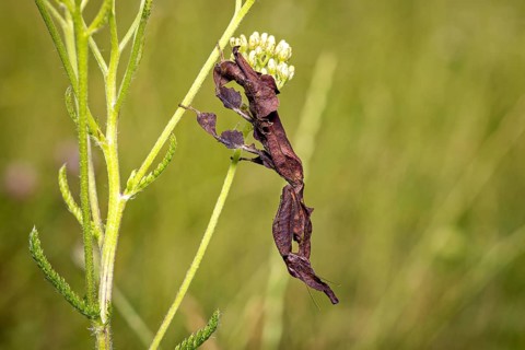 A close-up photograph of an insect on a stem in its natural habitat: a phantom mantis in a meadow