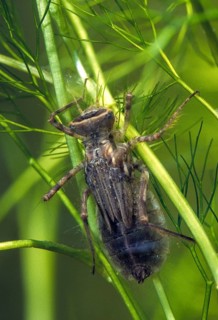 Cordulia aenea, downy emerald, common emerald dragonfly, anisoptera, aquatic, damselflies,